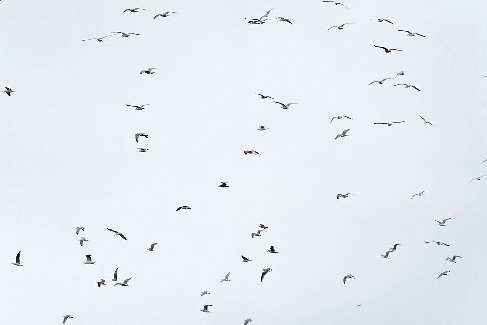 Colony of seagulls flying away from eagles over Lofoten island, Norway