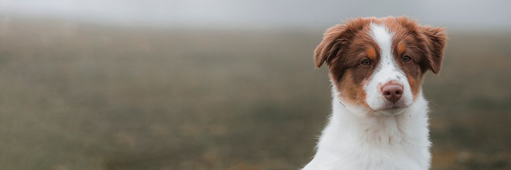 Dog at a misty field wallpaper