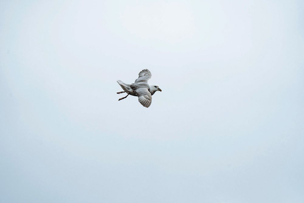 Seagull bird flying in the cloudy sky 