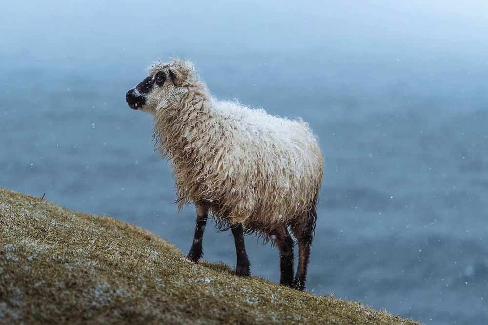 Faroe sheep at the Faroe Islands, part of the Kingdom of Denmark