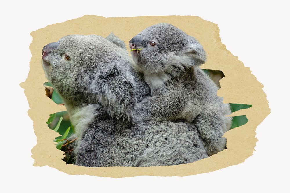 Koala with baby on a tree branch image element