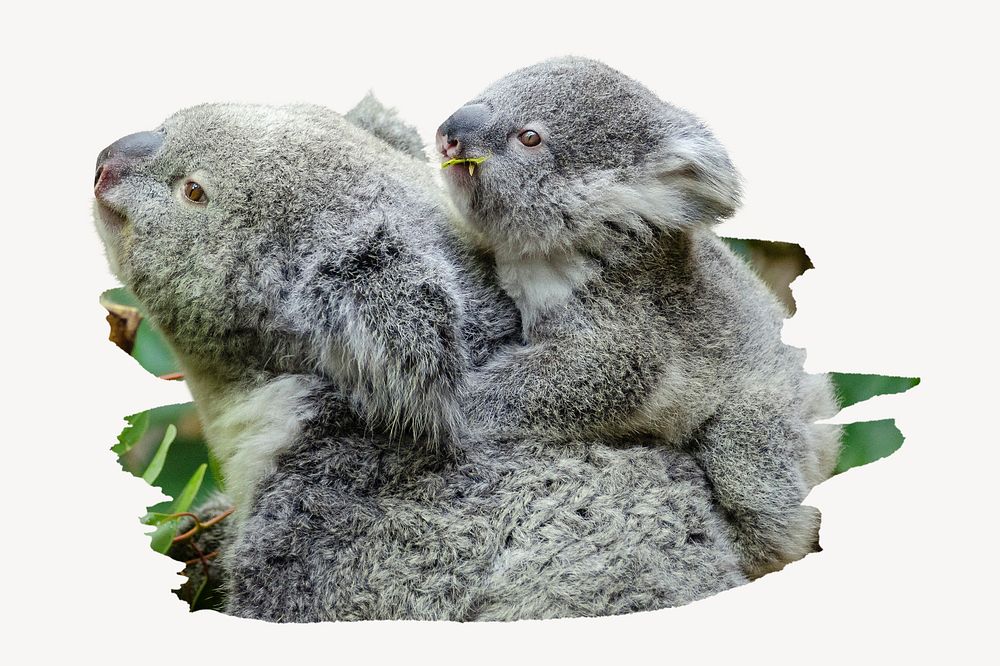 Koala with baby on a tree branch collage element psd