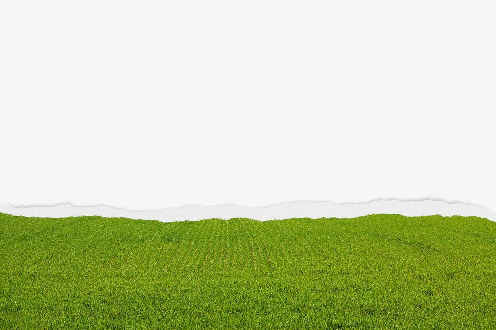 Green grass field background, ripped paper border