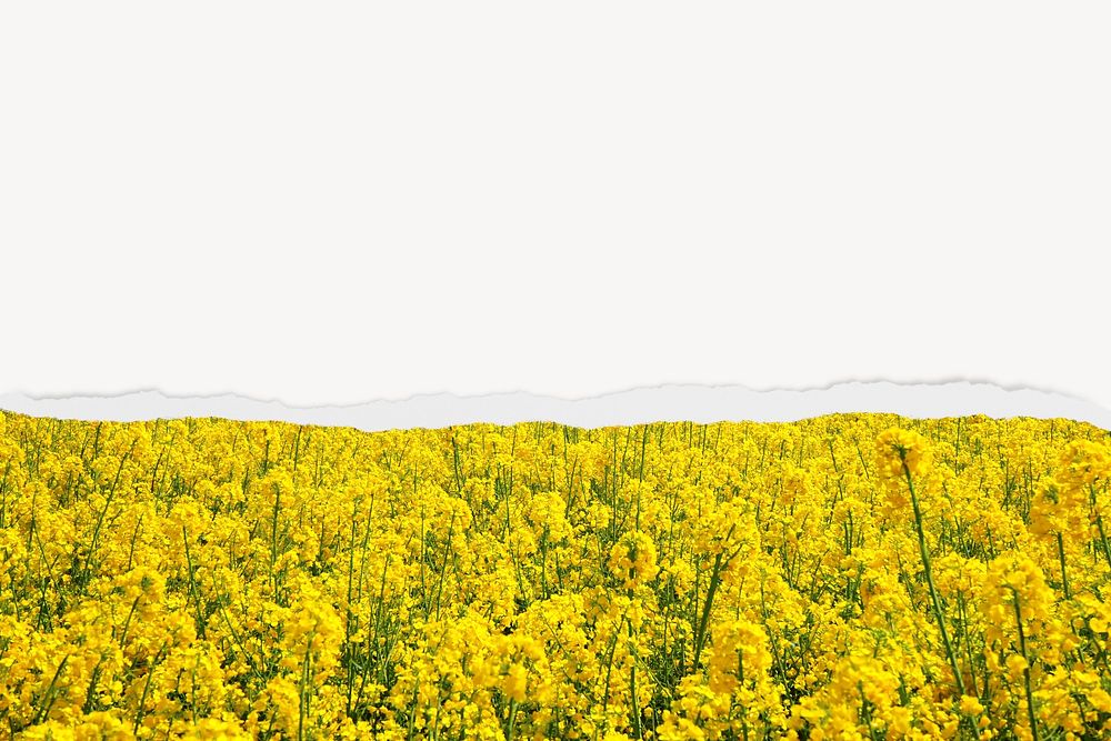 Rapeseed flower field background, ripped paper border