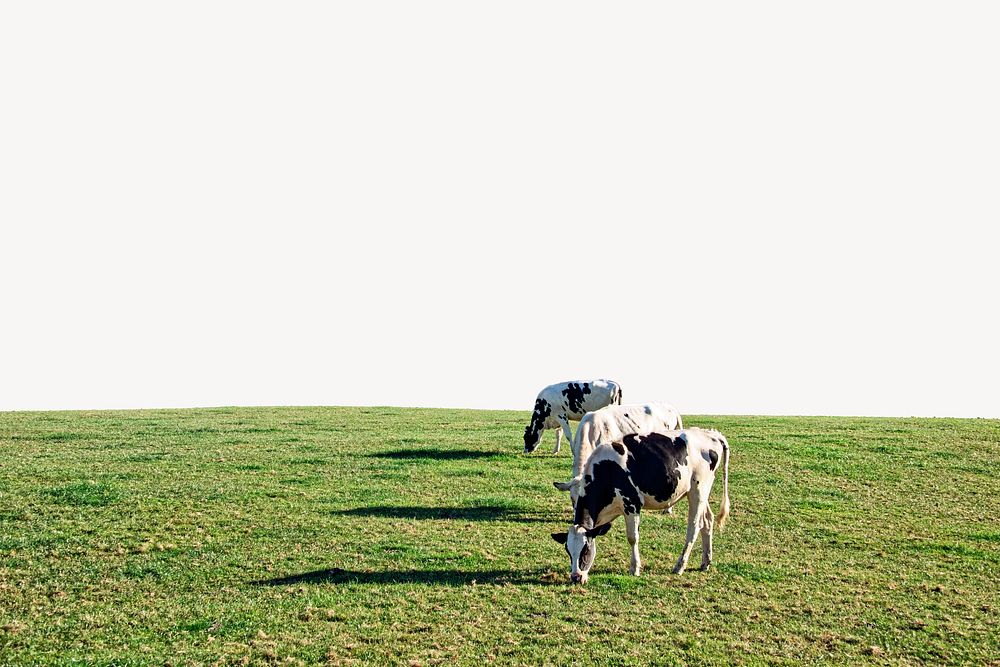 Cows eating grass border, agriculture photo psd