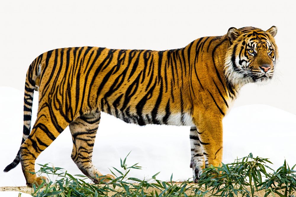 Sumatran Tiger image element