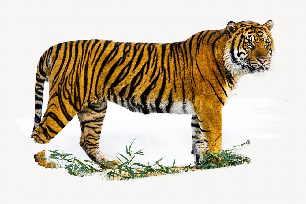 Sumatran Tiger image element
