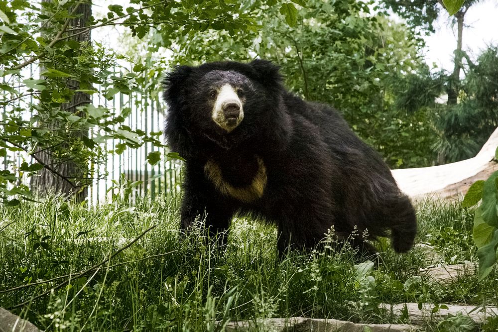 Sloth Bear (2010) by Mehgan Murphy. Original from Smithsonian's National Zoo. Digitally enhanced by rawpixel.