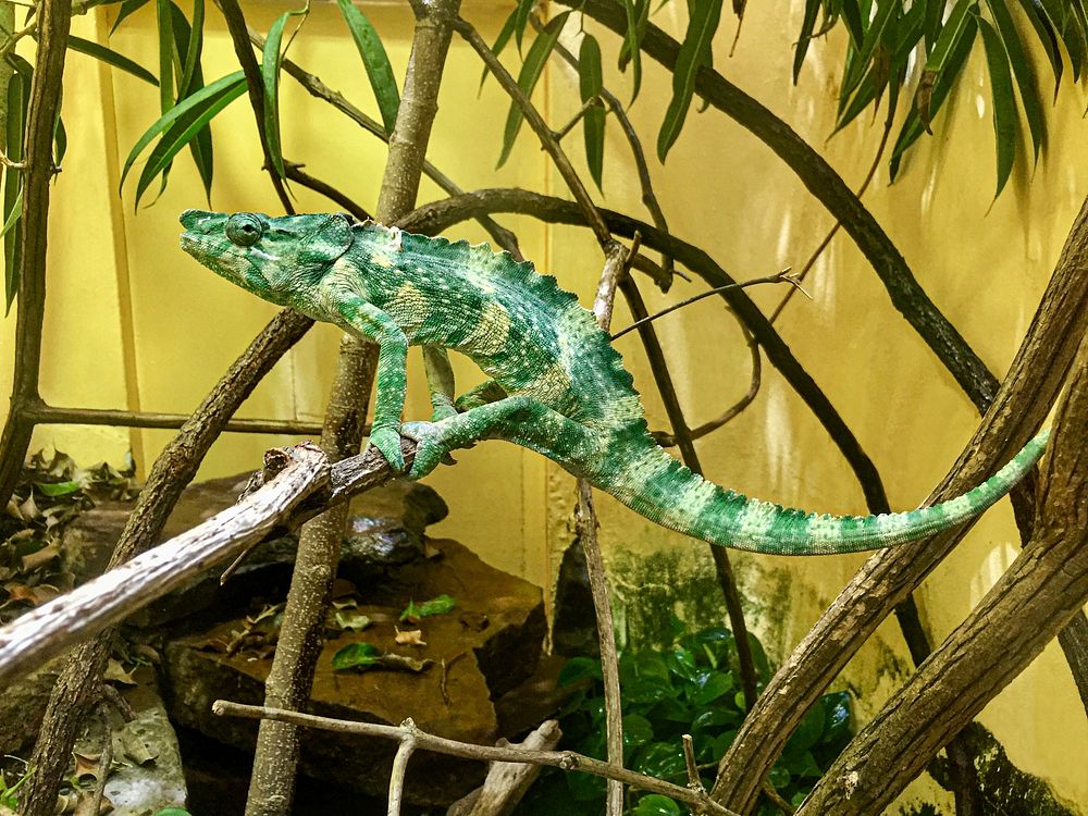 Meller's Chameleon (2017) by Jennifer Zoon. Original from Smithsonian's National Zoo. Digitally enhanced by rawpixel.