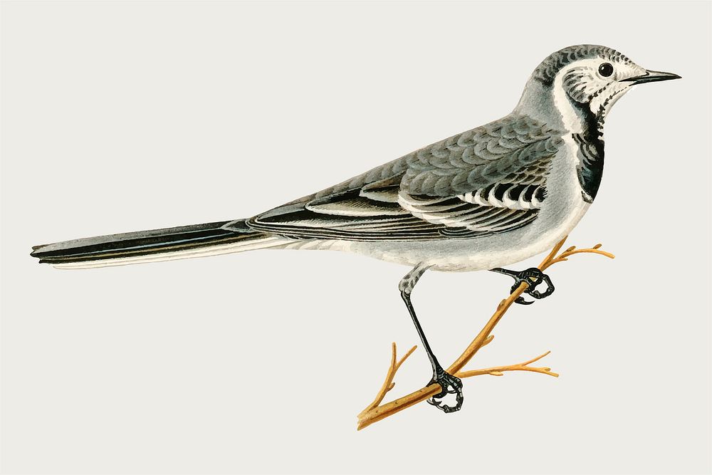 Vector pied wagtail bird hand drawn