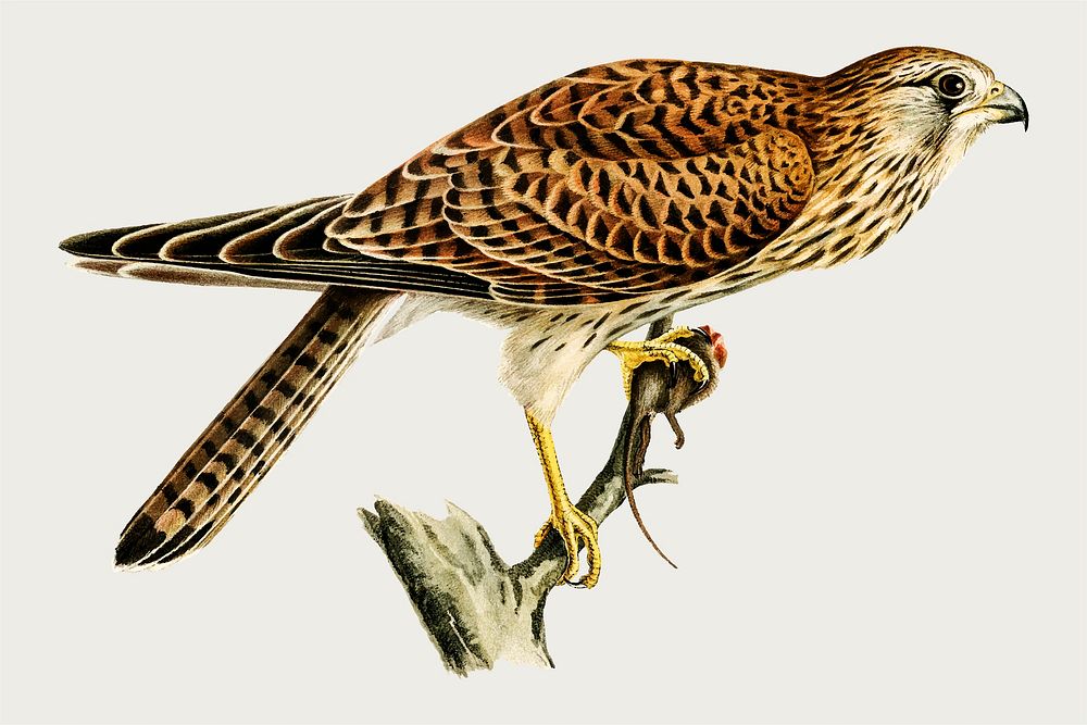 Vector common falcon bird hand drawn