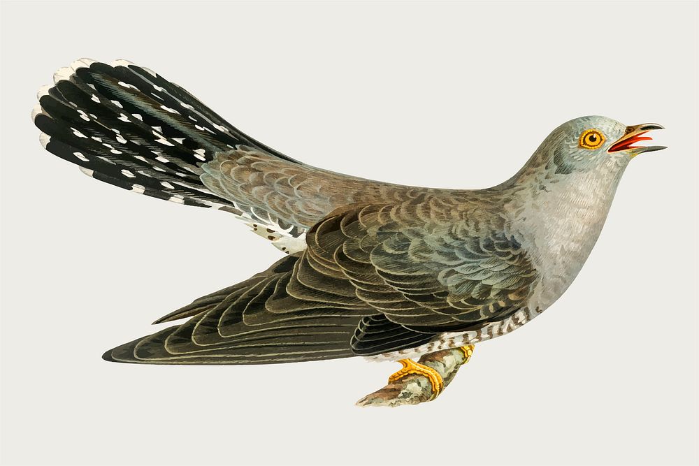 Vector cuckoo bird hand drawn