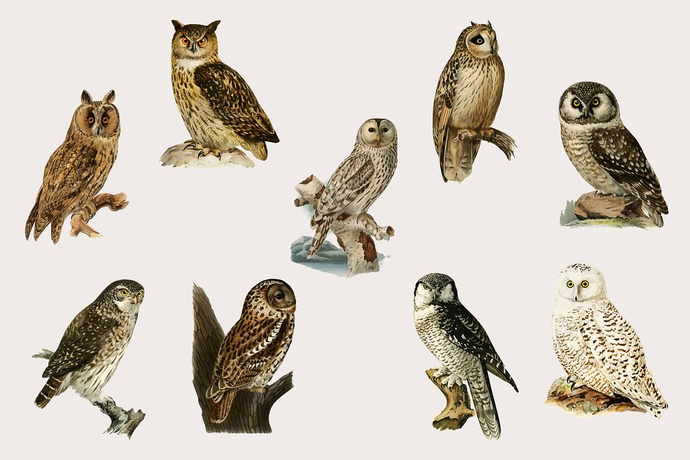 Vector mixed birds and owls hand drawn set