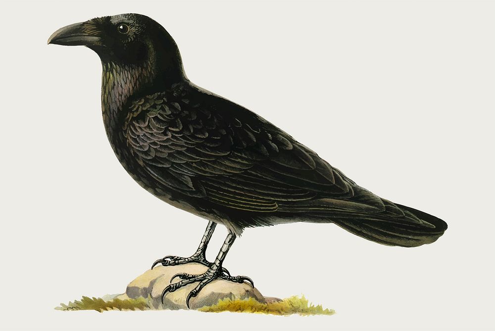 Vector raven bird hand drawn