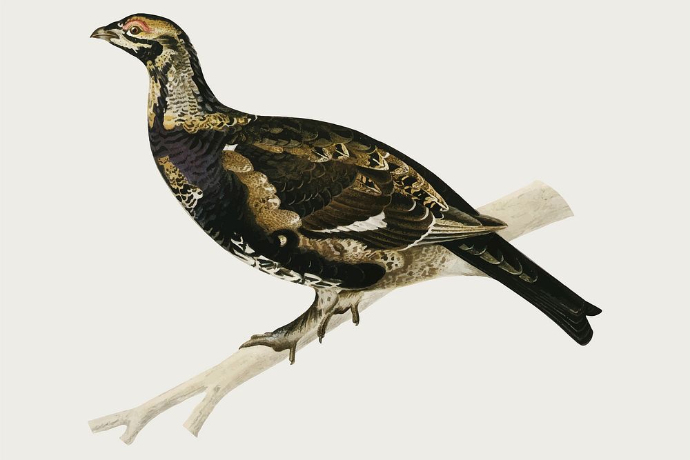 Vector black grouse/willow ptarmigan hybrid bird hand drawn