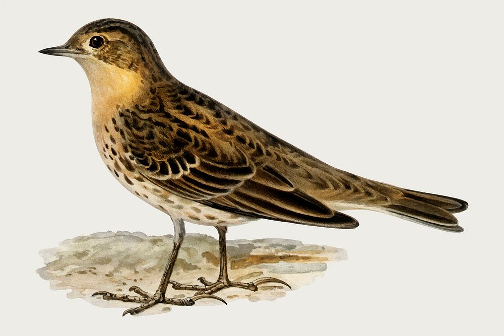 Vector red-throated pipit bird hand drawn