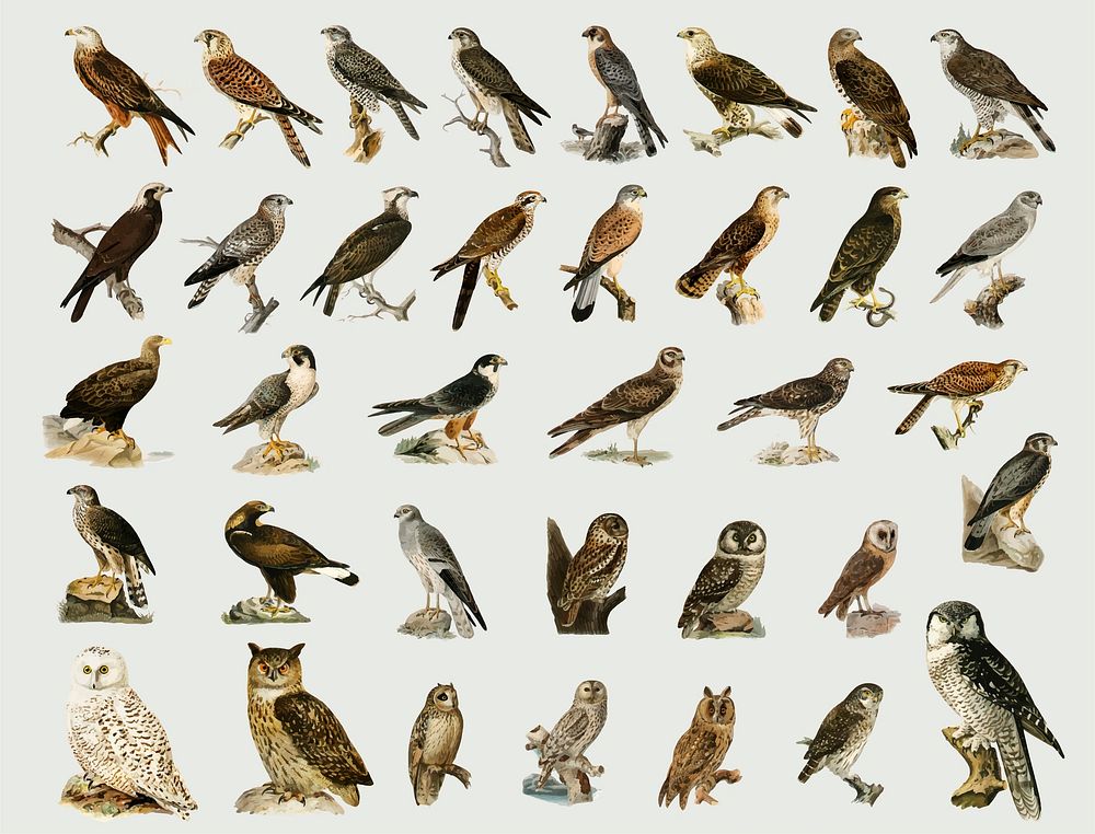 Vector mixed birds, hawks, and owls hand drawn set