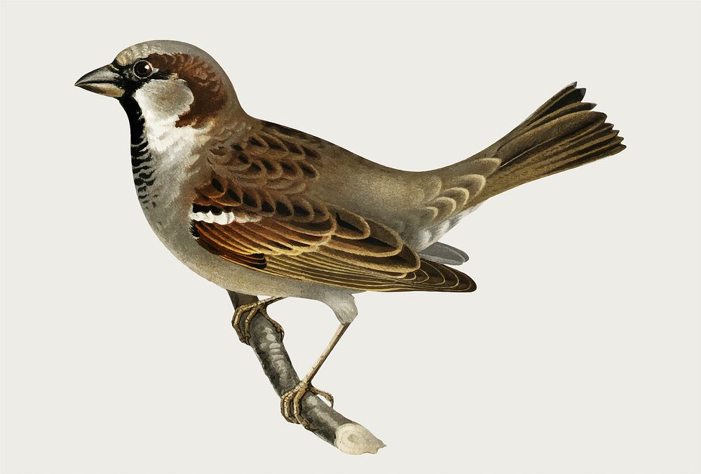 Male house sparrow bird vector hand drawn