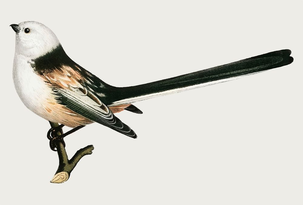 Long-tailed tit bird vector hand drawn