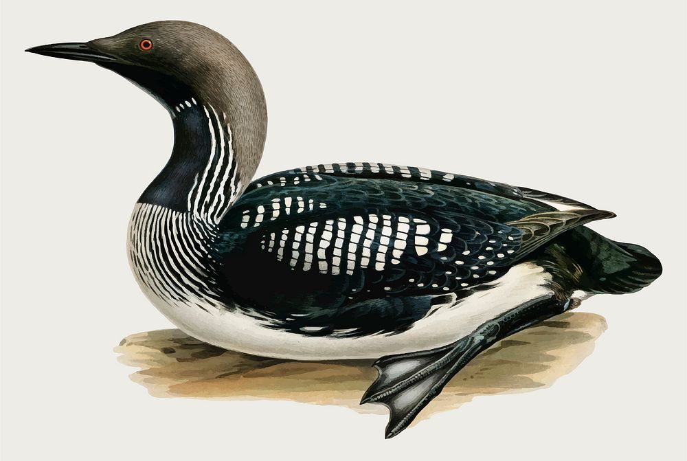 Vector black-throated loon bird hand drawn