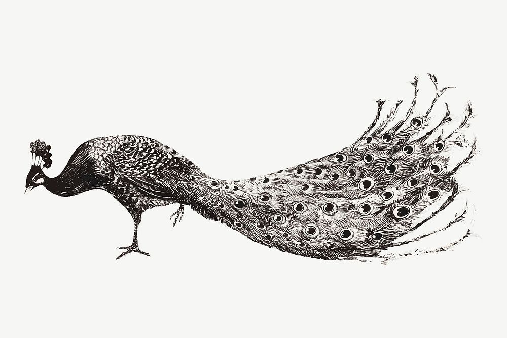 Vintage peacock art print vector, remix from artworks by Theo van Hoytema