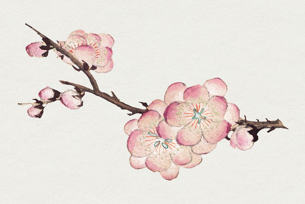 Chinese pink plum blossom, remix from artworks by Zhang Ruoai