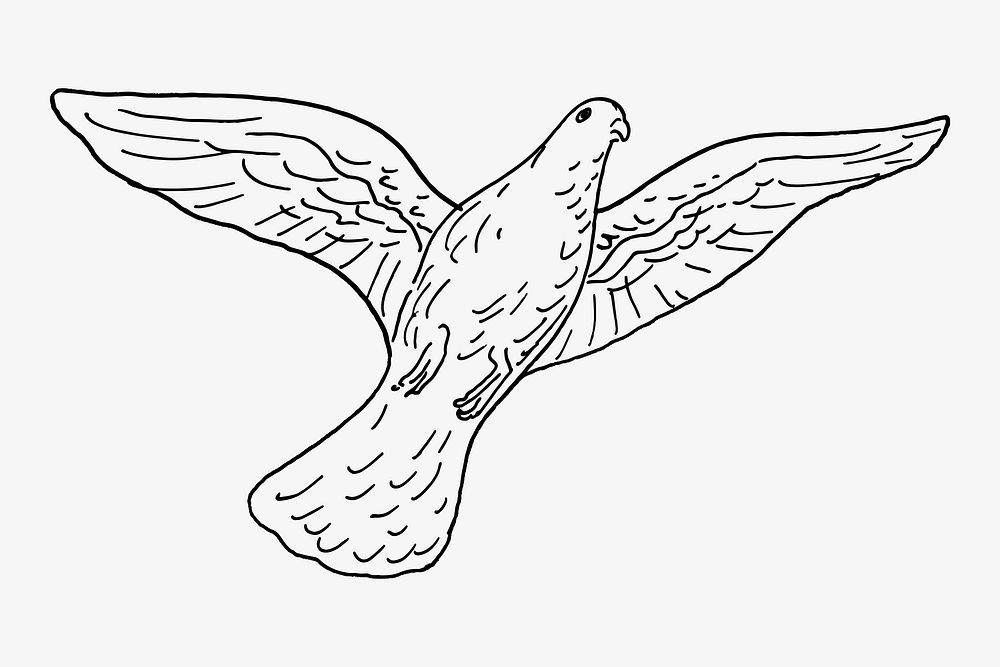 Flying pigeon in downward direction with full expand wings and tail,  vintage line drawing or engraving illustration Stock Vector Image & Art -  Alamy
