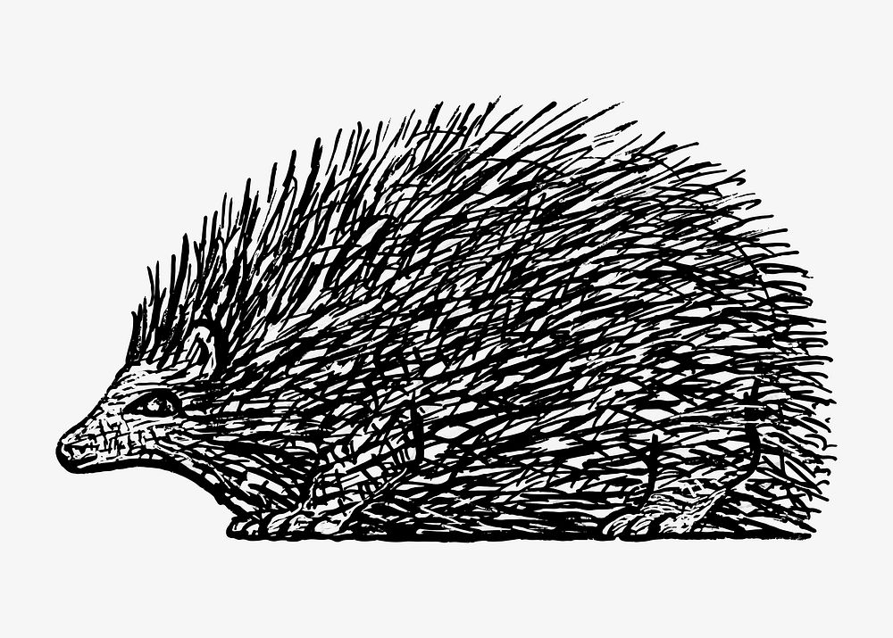 Hedgehog vector vintage drawing, remixed from artworks from Leo Gestel
