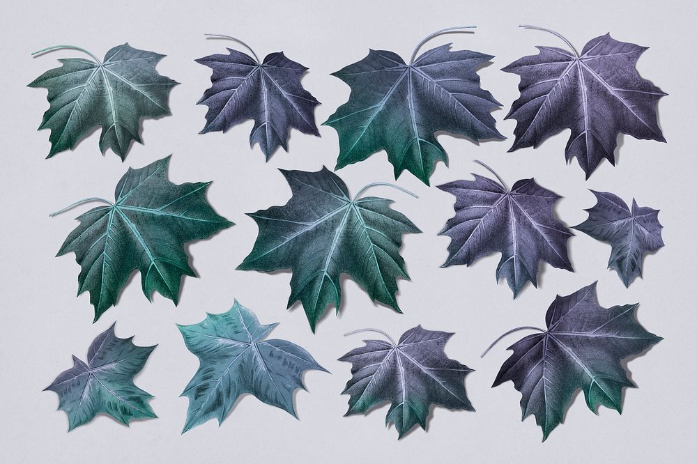 Hand drawn purplish green maple leaf collection illustration