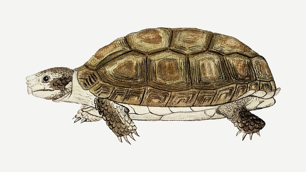 Tortoise vector antique watercolor animal illustration, remixed from the artworks by Robert Jacob Gordon