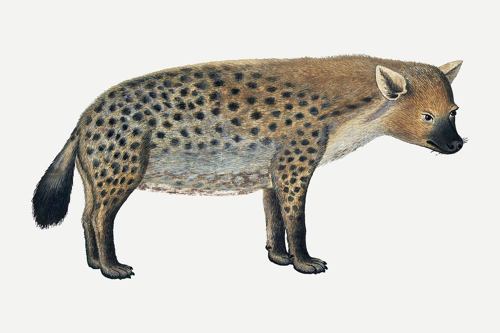 Spotted hyena vector antique watercolor animal illustration, remixed from the artworks by Robert Jacob Gordon