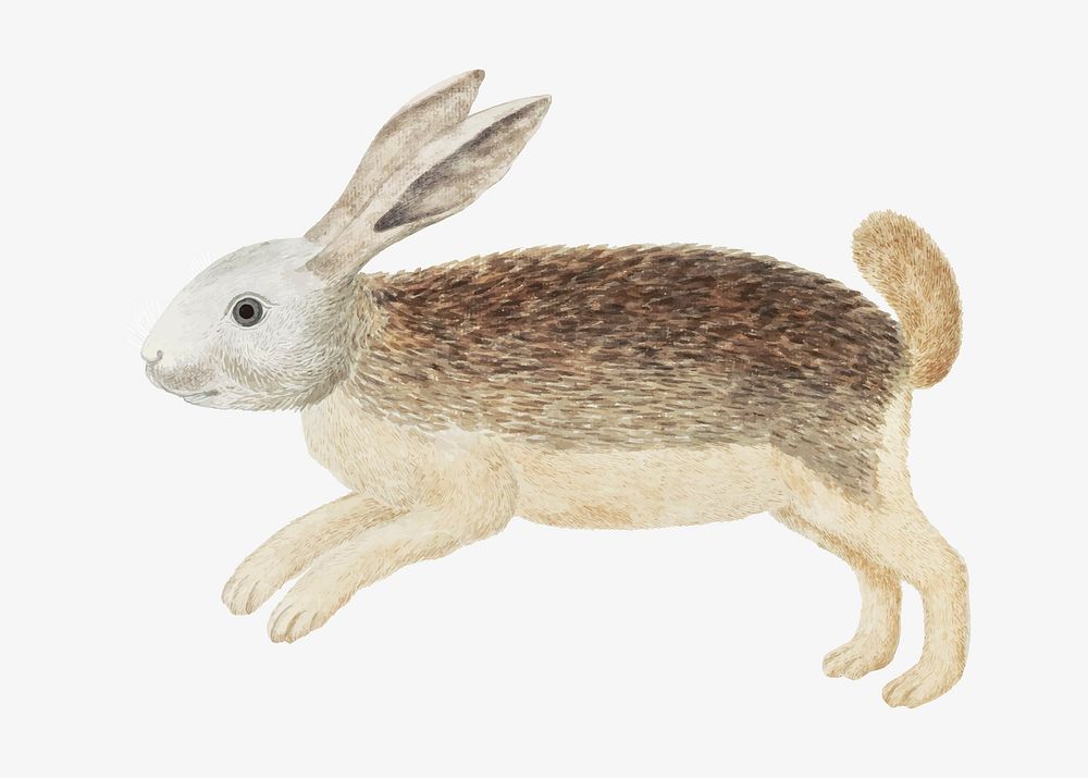 Karoo hare vector antique watercolor animal illustration, remixed from the artworks by Robert Jacob Gordon
