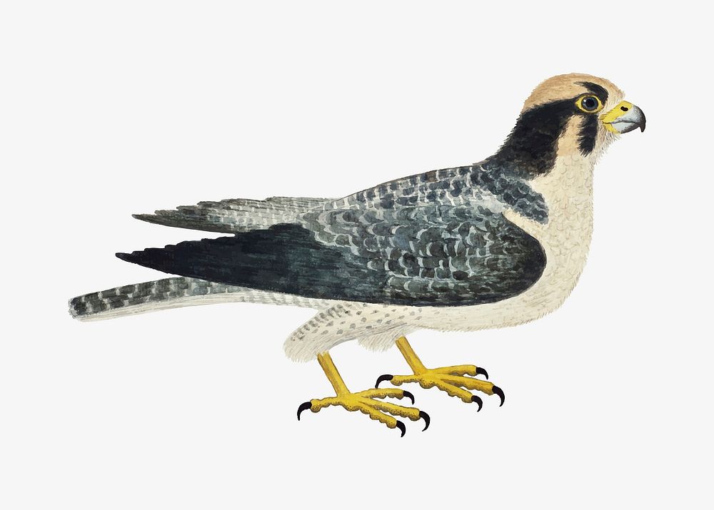 Lanner falcon vector antique watercolor animal illustration, remixed from the artworks by Robert Jacob Gordon