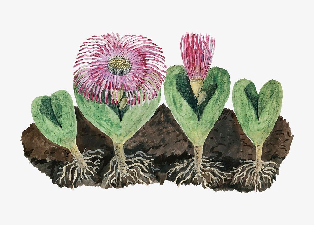 Mesembryanthemum testiculare vector vintage flower illustration set, remixed from the artworks by Robert Jacob Gordon