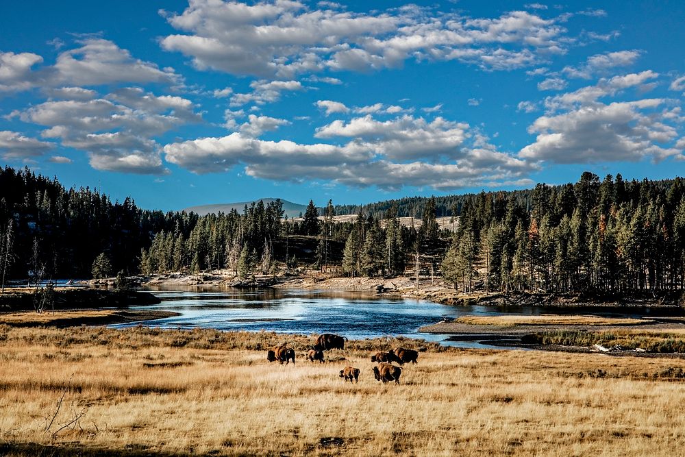 Buffalo on the move in Yellowstone National Park, Wyoming. Original image from Carol M. Highsmith&rsquo;s America, Library…