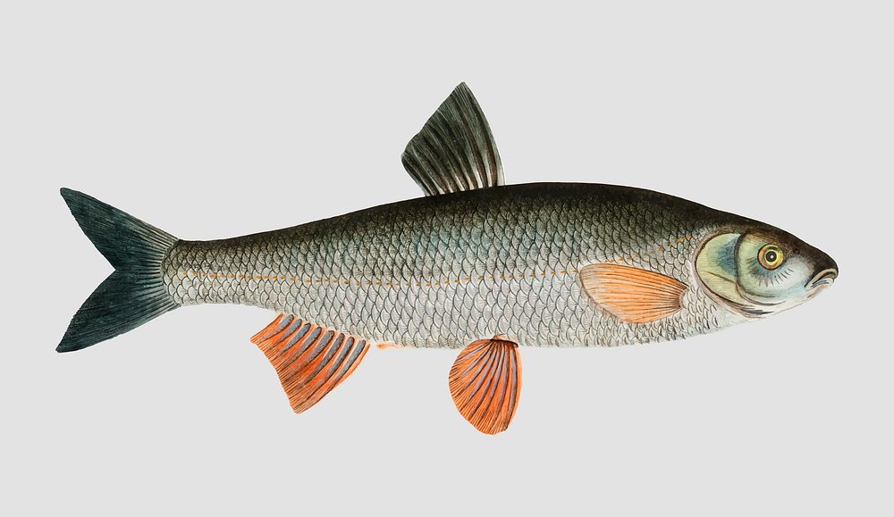 Vintage Dobula fish vector