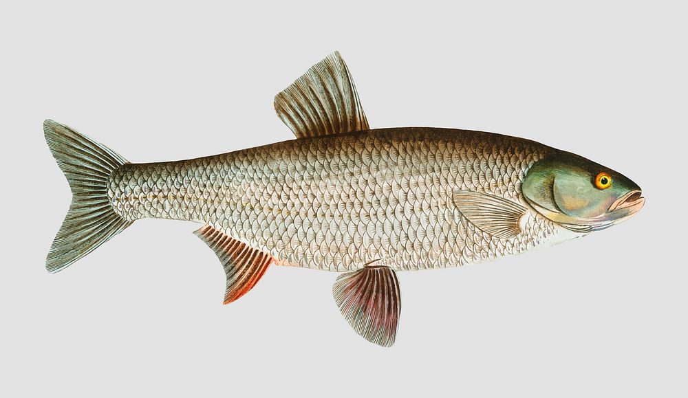 Vintage Aspius fish vector