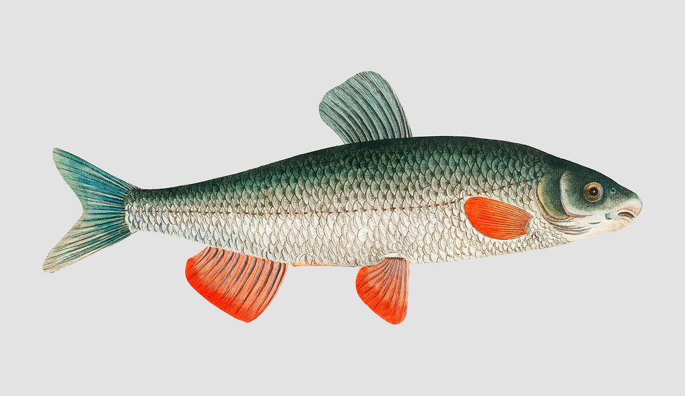 Vintage Nase-Carp fish vector