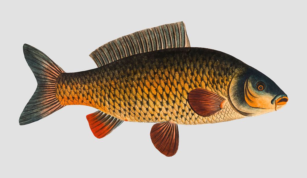 Vintage Carp fish vector