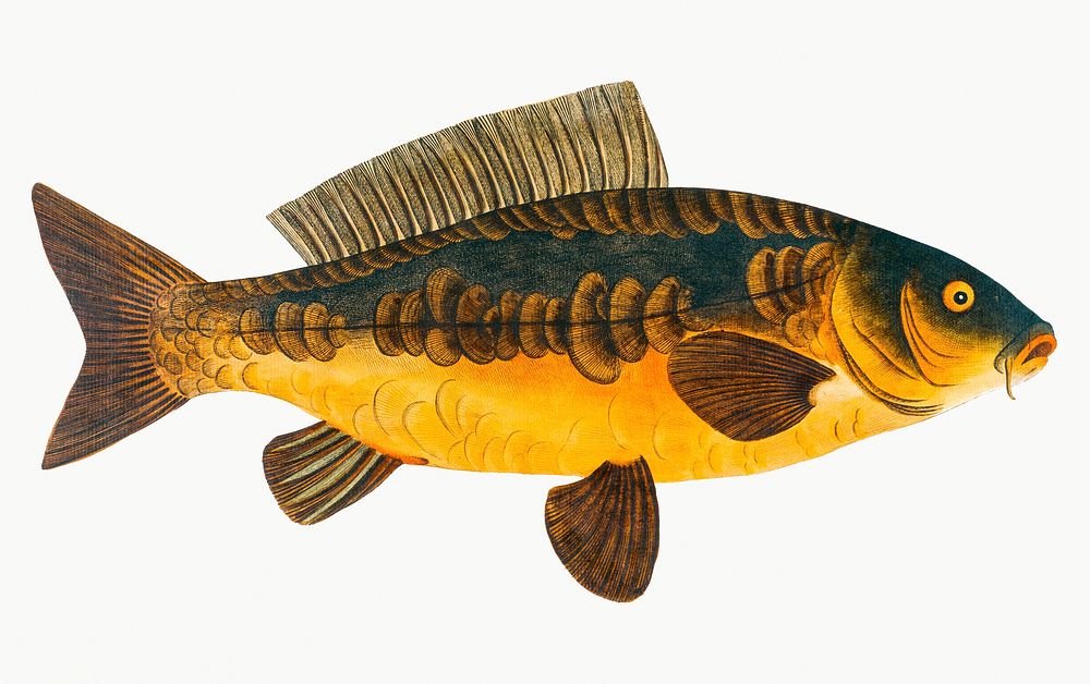 Vintage illustration of Royal-Carp (Rex Cyprinorum)