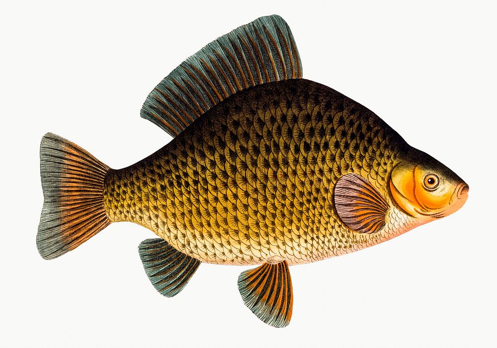 Vintage illustration of Crucian (Cyprinus Carassius)