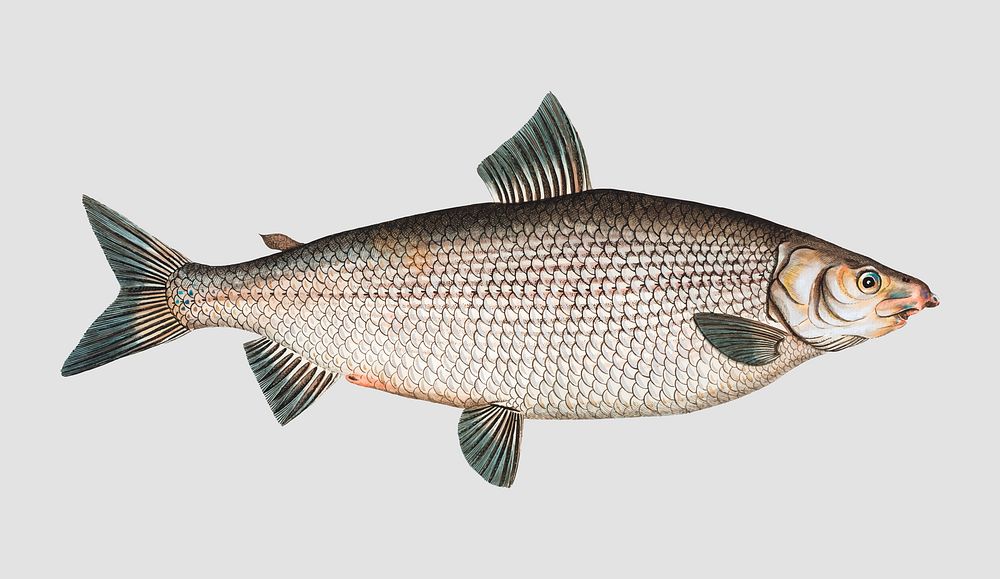 Vintage Broad-Gwiniad fish vector