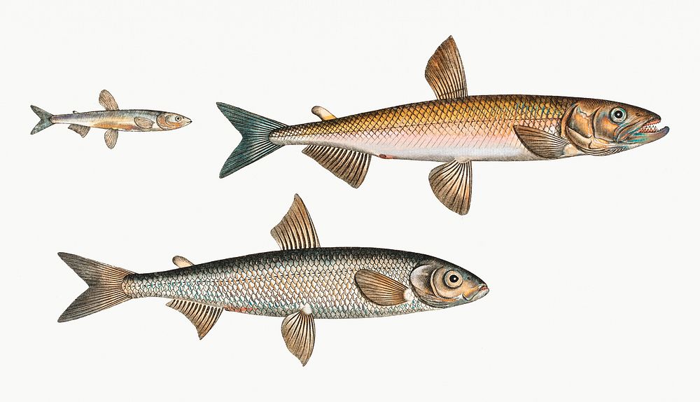 Vintage illustration set of various fishes
