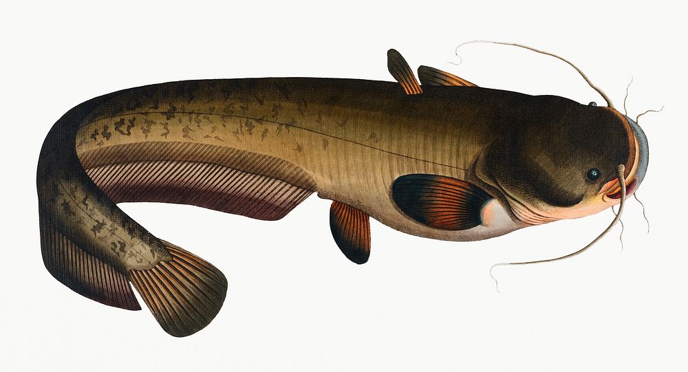 Vintage illustration of Sheat-fish (Silurus Glanis)