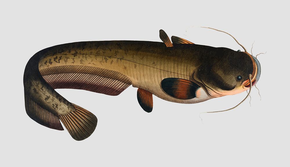 Vintage Sheat-fish fish vector