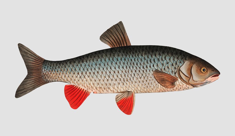 Vintage Idus-Carp fish vector