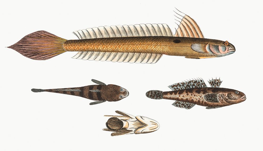 Vintage illustration set of various fishes