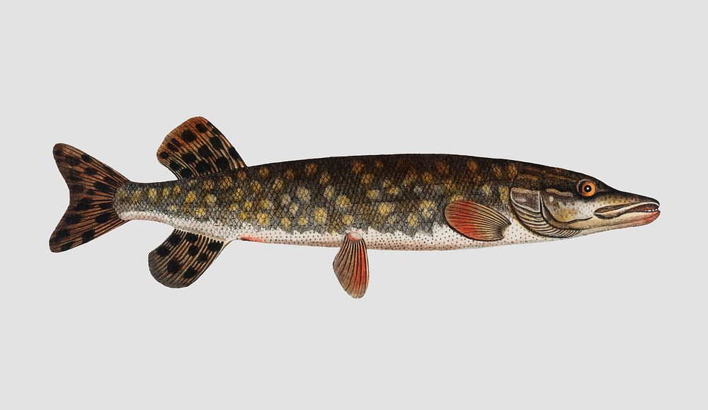 Vintage Pike fish vector
