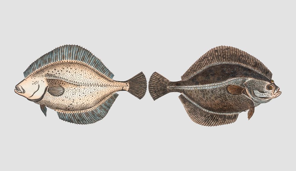 Vintage Flounder fish vector