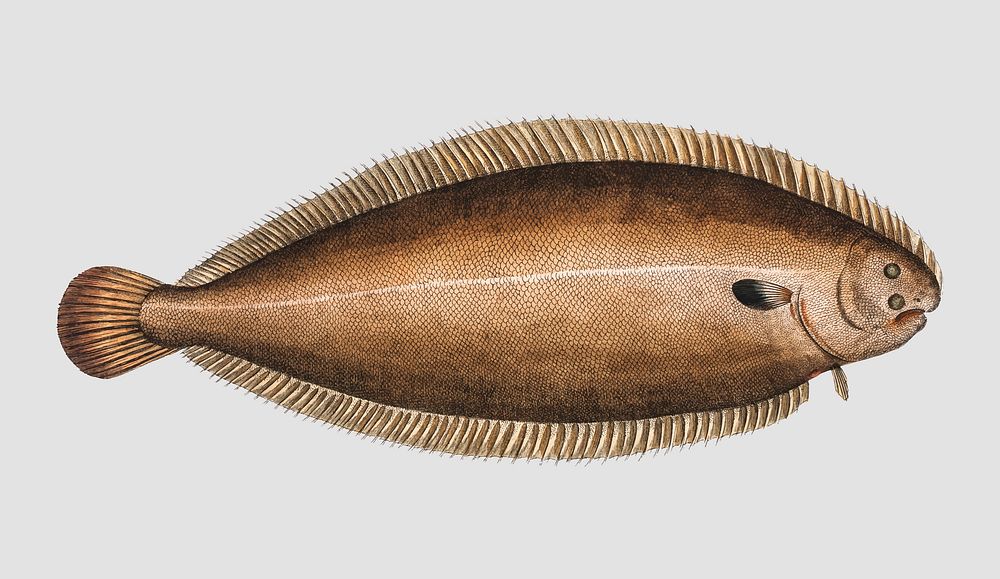 Vintage Sole fish vector